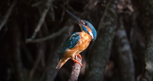 Close-up of bird perching on tree trunk