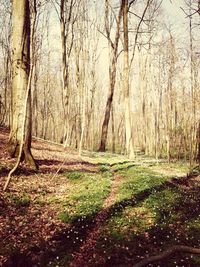 Trees in forest