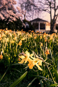 Close-up of yellow flowering plant on field