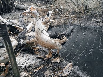 High angle view of bird on field