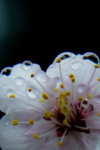 Close-up of white flowers