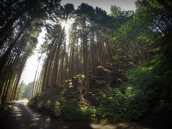 Road passing through forest