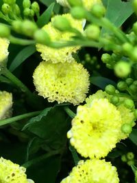 Close-up of yellow flowers