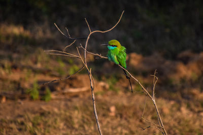 Close-up of bird perching on branch