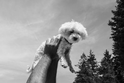 one animal