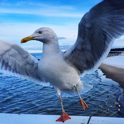 Seagull perching on blue water