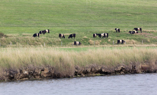 Herd of black and white cattle in pastoral field