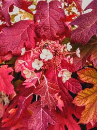 Close-up of red maple leaves