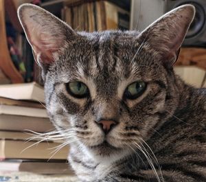 Close-up portrait of a cat