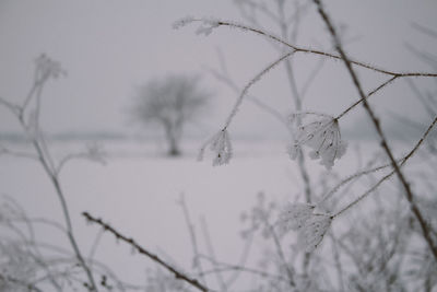 Close-up of frozen bare tree against sky