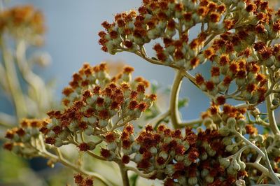 Close-up of flowering plant