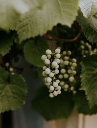 Close-up of berries growing on tree