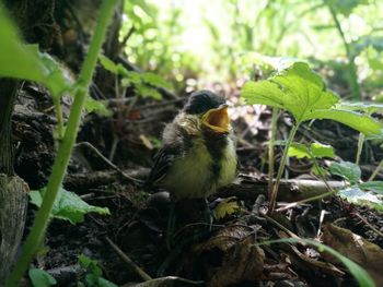 Close-up of bird perching on plant