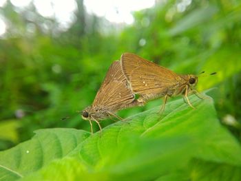 Close-up of butterflies on plant