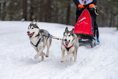 Dogs running on snow covered land