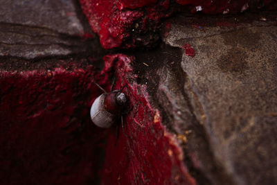 Close-up of insect on rock