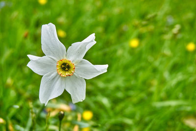 Close-up of white flowering plant