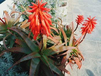 Close-up of red flowering plants