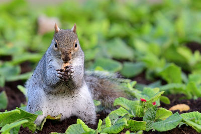 Close-up of squirrel eating food on field
