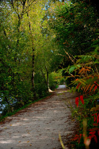 Footpath amidst trees in forest