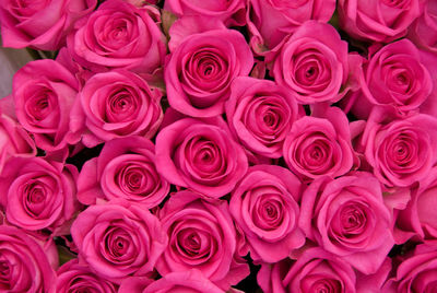 Close-up of pink rose