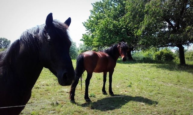 HORSE STANDING ON FIELD AGAINST TREES