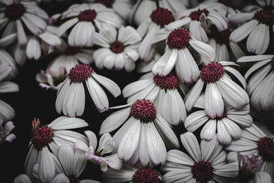 Close-up of white daisy flowers