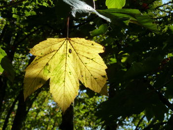 Close-up of maple leaves on tree