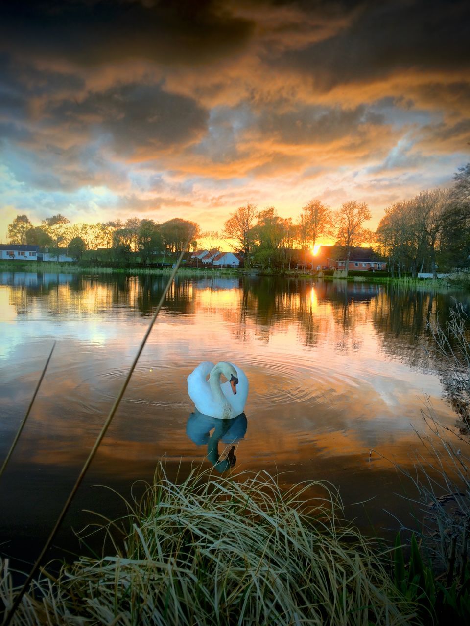 sky, water, lake, reflection, cloud - sky, grass, bird, animal themes, nature, cloud, cloudy, sunset, tranquility, swan, beauty in nature, tranquil scene, one animal, outdoors, childhood, standing