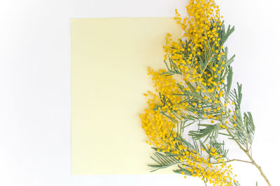 Directly above shot of yellow flowering plant against white background