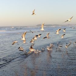 Seagulls flying over sea against clear sky