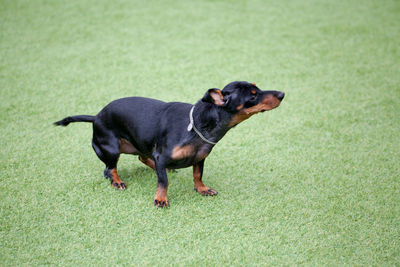 Side view of a dog on field