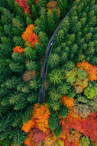 Topdown aerial photo of car on road winding through forest in colorful fall foliage, austria