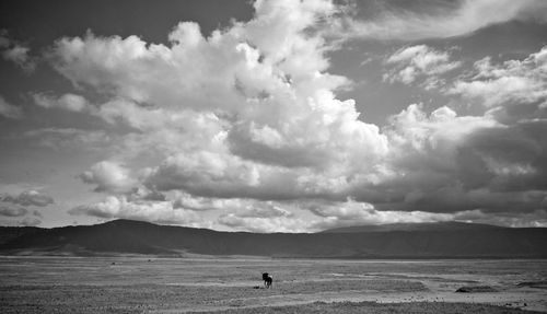 Wildebeest running away