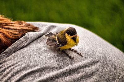 Close-up of bird