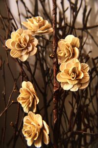 Close-up of yellow flowers blooming outdoors