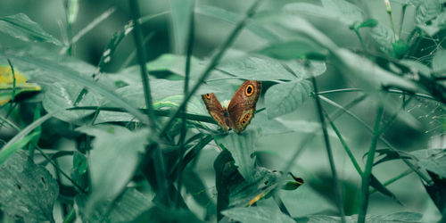 High angle view of insect on leaf