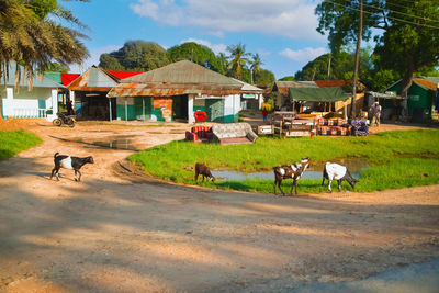 Cows grazing in a farm