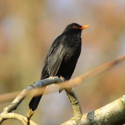 Close-up of bird perching on branch