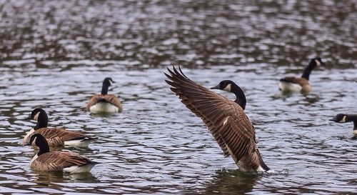 Bird flying over lake