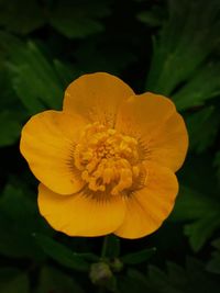 Close-up of yellow flower