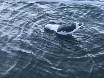 High angle view of seagull swimming in sea