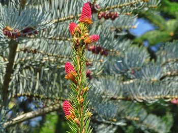 Close-up of red flowering plant