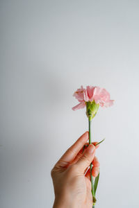 Cropped hand holding flower