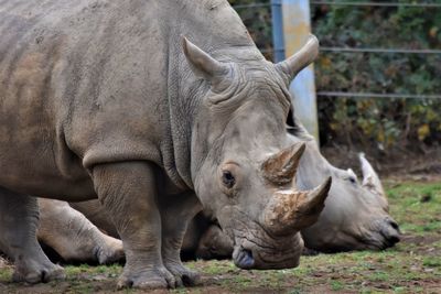 Close-up of rhinoceros on field