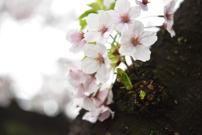 Close-up of pink cherry blossoms in spring