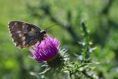 Close-up of butterfly pollinating on purple flower