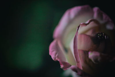 Close-up of pink flower