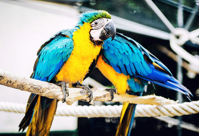 Close-up of gold and blue macaws perching on ropes