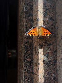 Close-up of butterfly on wall